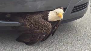 Lee más sobre el artículo El huracán Matthew dejó un águila atorada en un auto