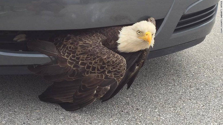 En este momento estás viendo El huracán Matthew dejó un águila atorada en un auto