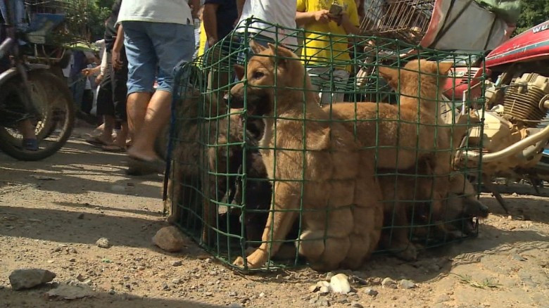 En este momento estás viendo Taiwan prohibió el consumo de carne de perro y gato