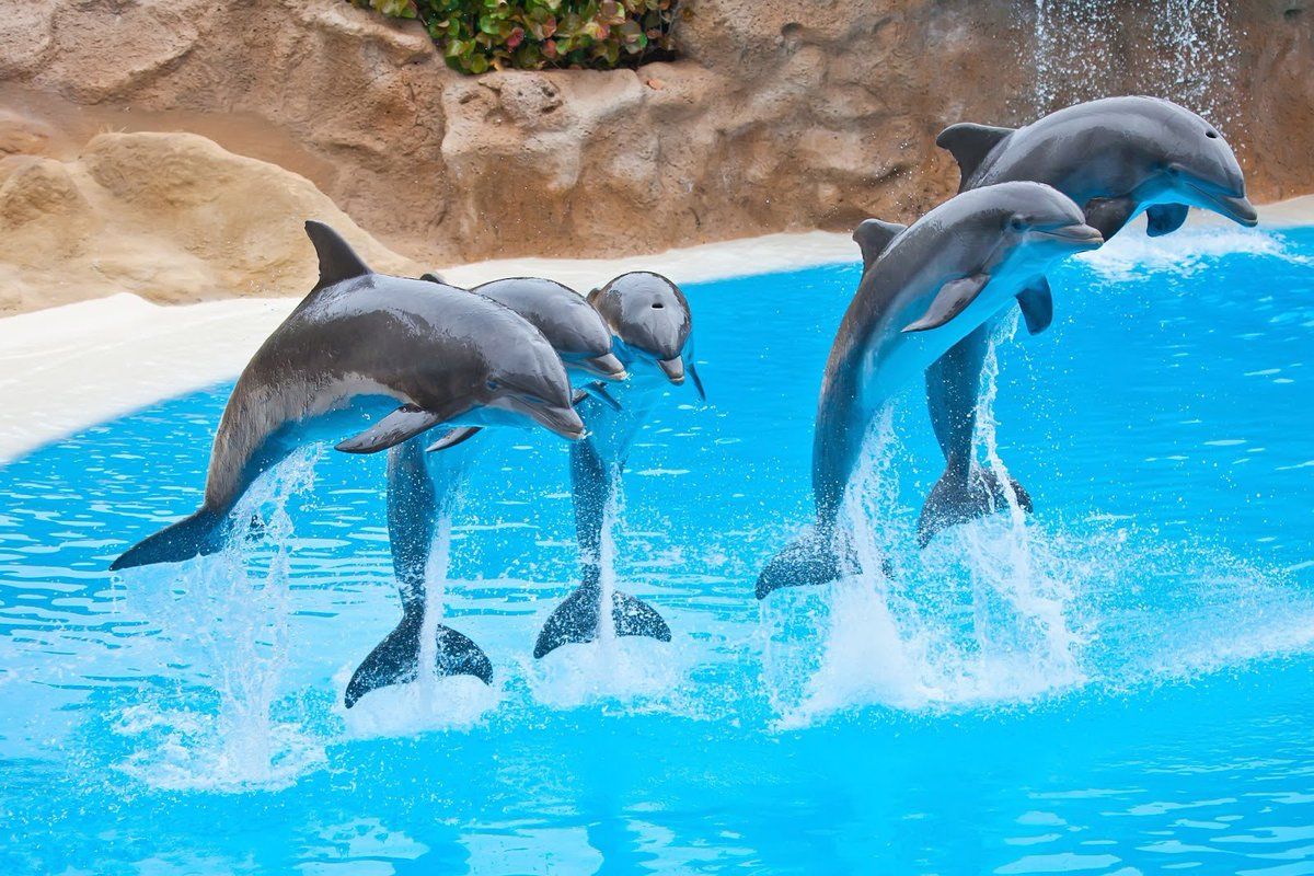 En este momento estás viendo Prohíben espectáculos con delfines en CDMX