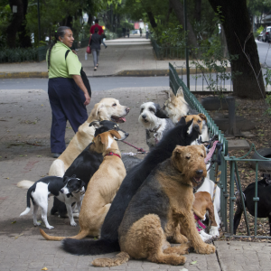 Lee más sobre el artículo Perros Chihuahua, agresivos y reactivos; no son seguros de si mismos