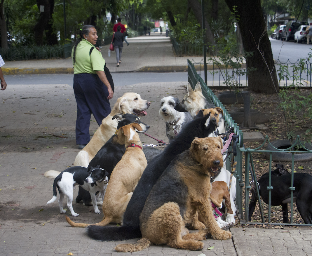 En este momento estás viendo Perros Chihuahua, agresivos y reactivos; no son seguros de si mismos