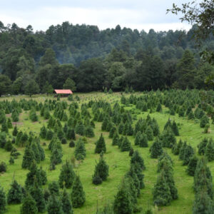 Lee más sobre el artículo Listos 400 mil árboles mexiquenses para adornar la Navidad 2021