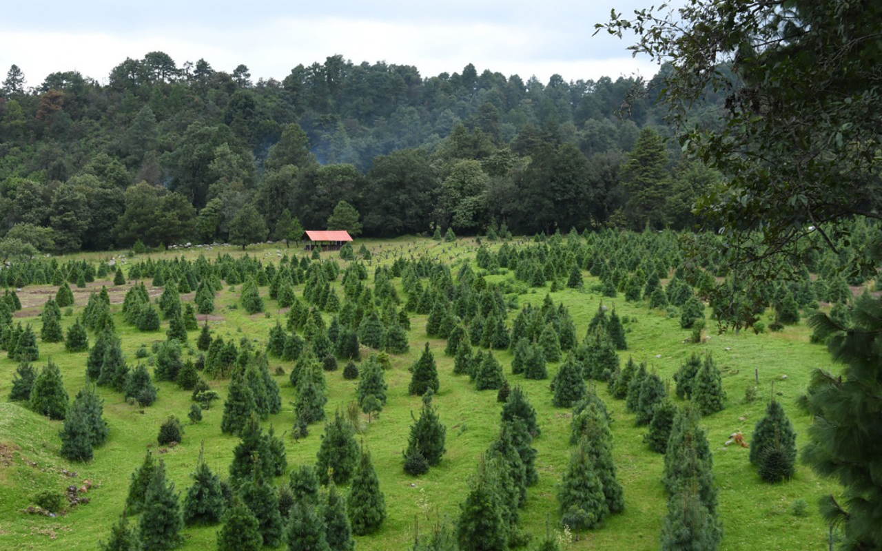 En este momento estás viendo Listos 400 mil árboles mexiquenses para adornar la Navidad 2021